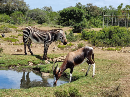  De Hoop Nature Reserve