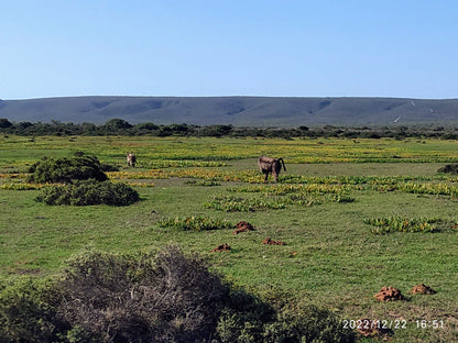  De Hoop Nature Reserve