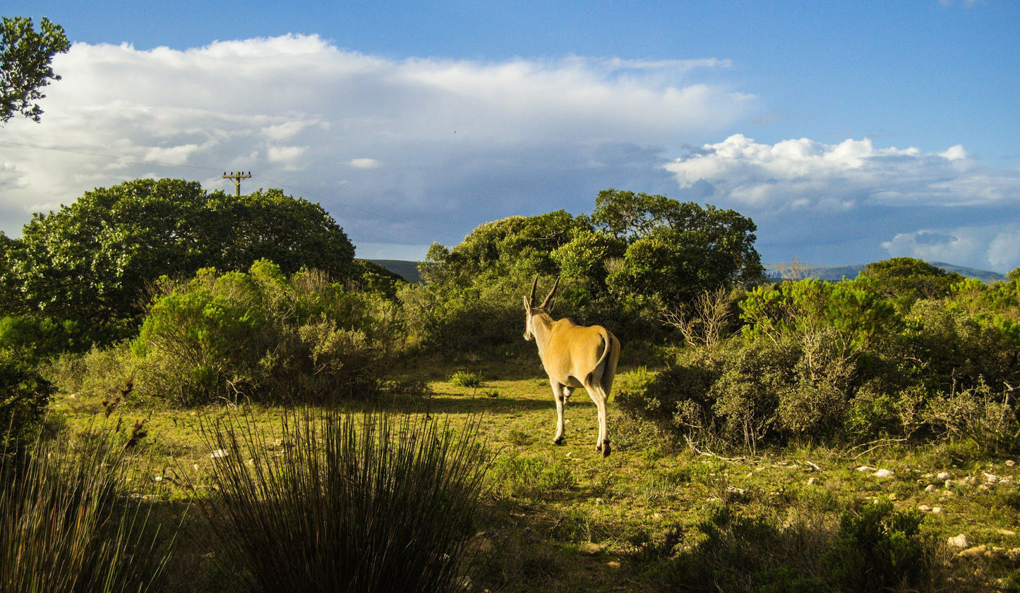  De Hoop Nature Reserve