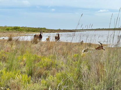  De Hoop Nature Reserve