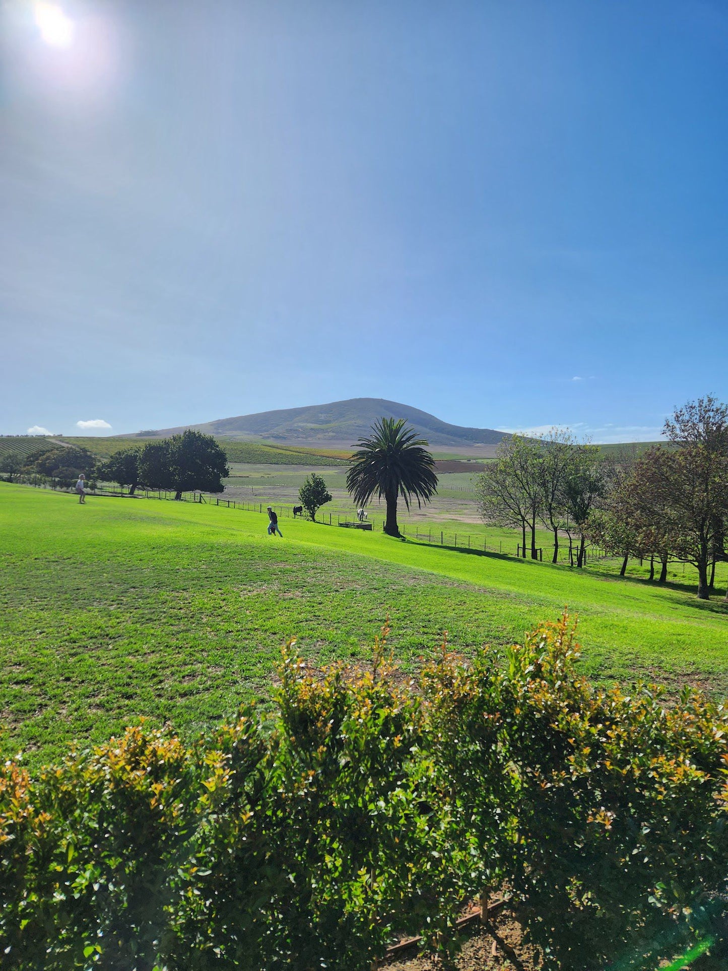  Diemersdal Wine Estate