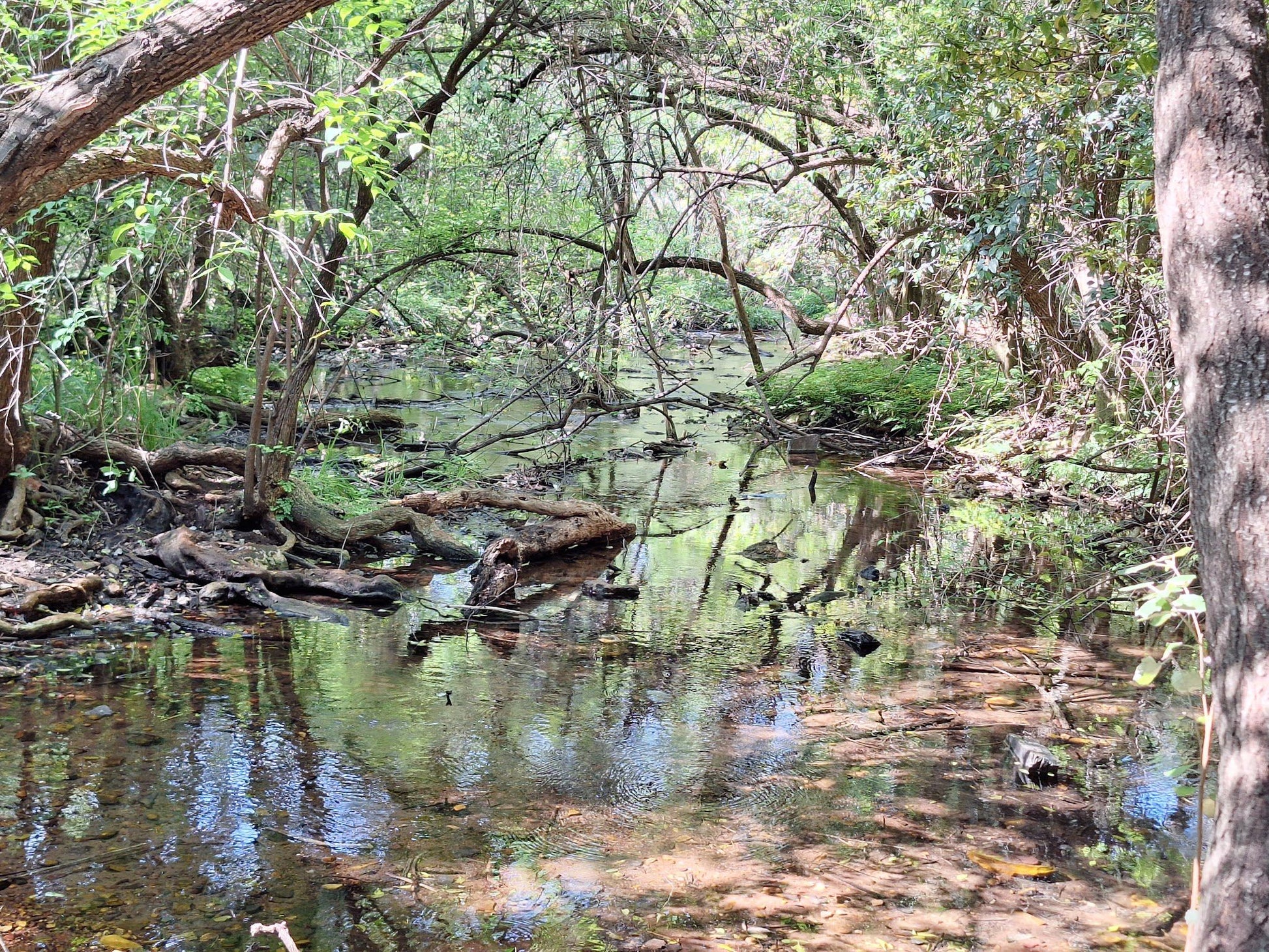  Dinokana Spring