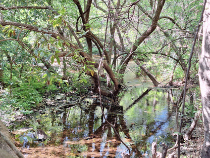  Dinokana Spring