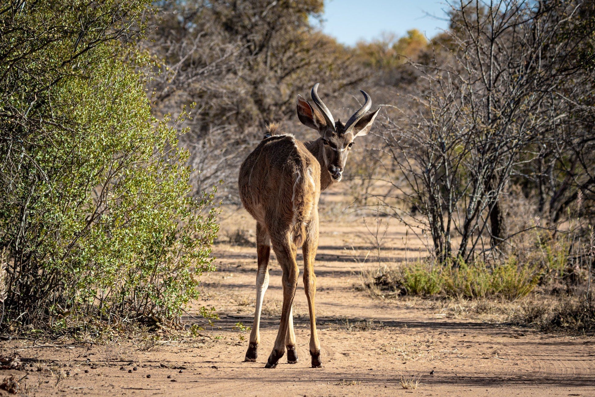  Dinokeng Game Reserve