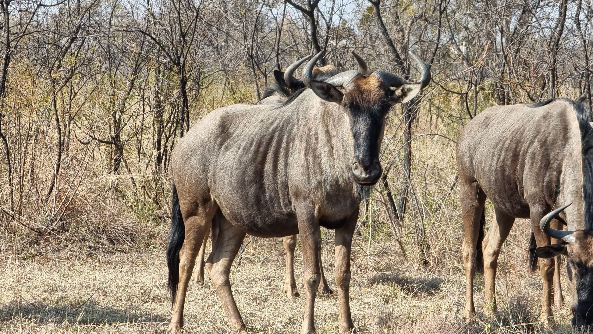  Dinokeng Game Reserve