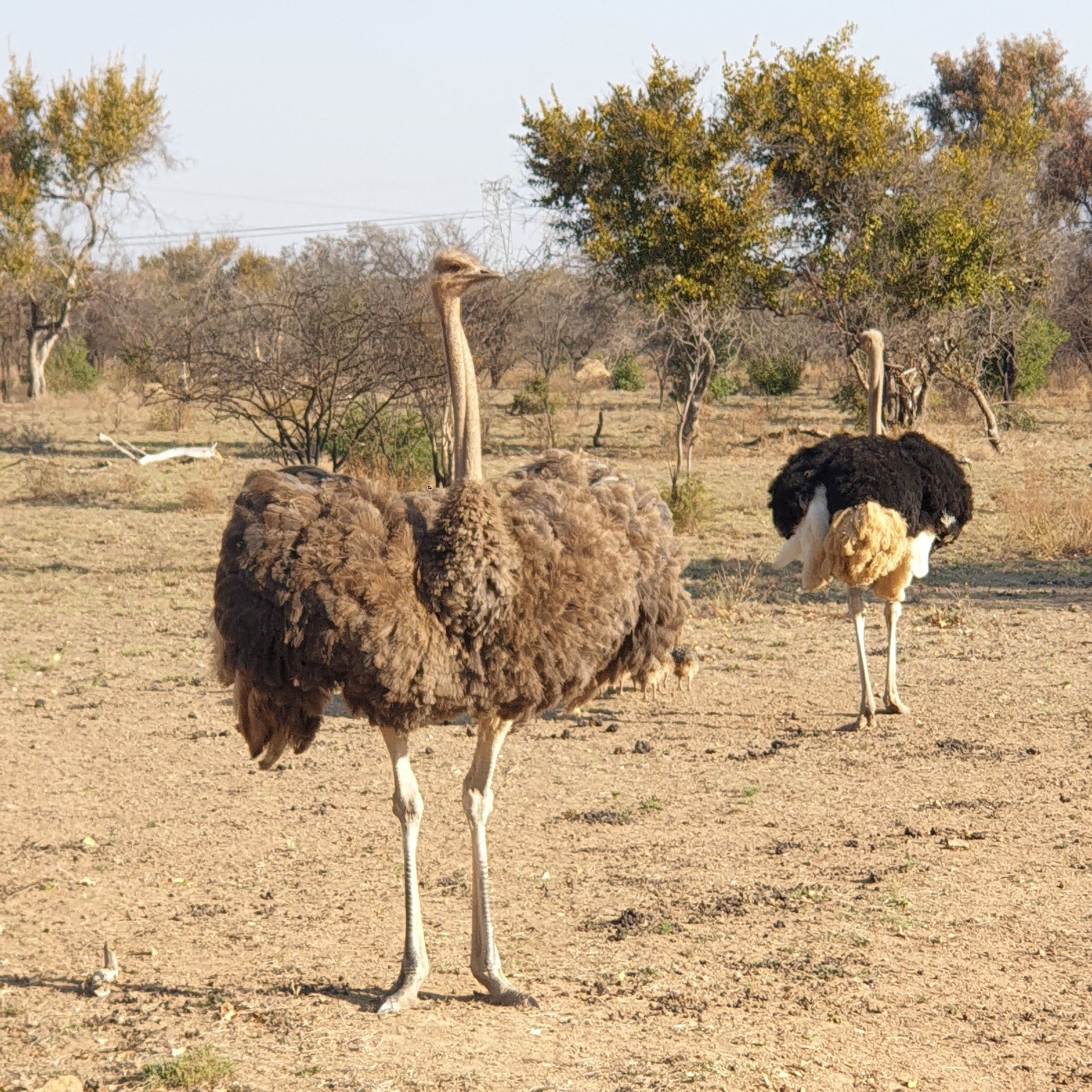  Dinokeng Game Reserve