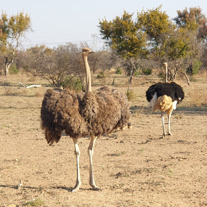  Dinokeng Game Reserve