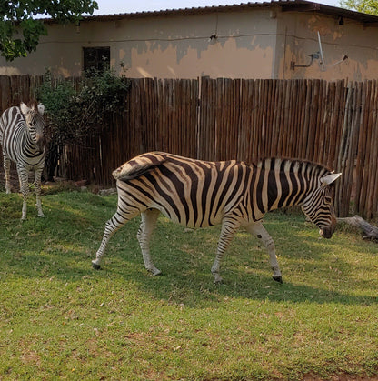  Dinokeng Game Reserve