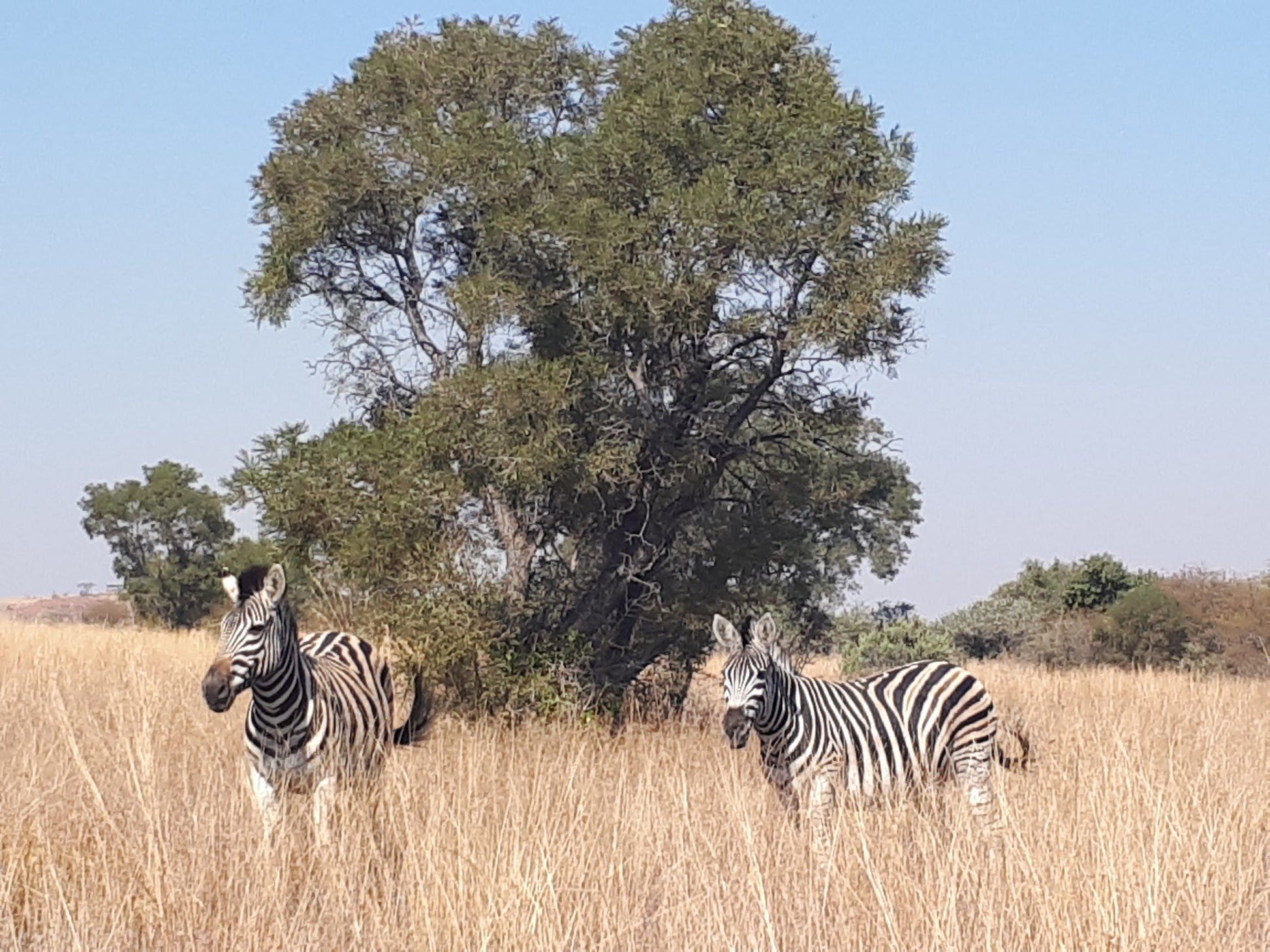  Dinokeng Game Reserve