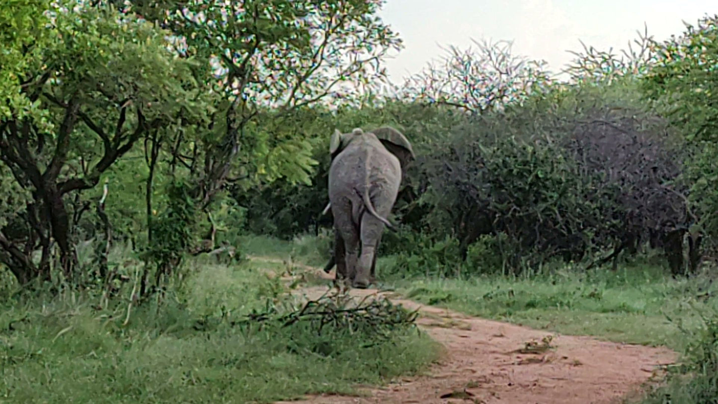  Dinokeng Game Reserve