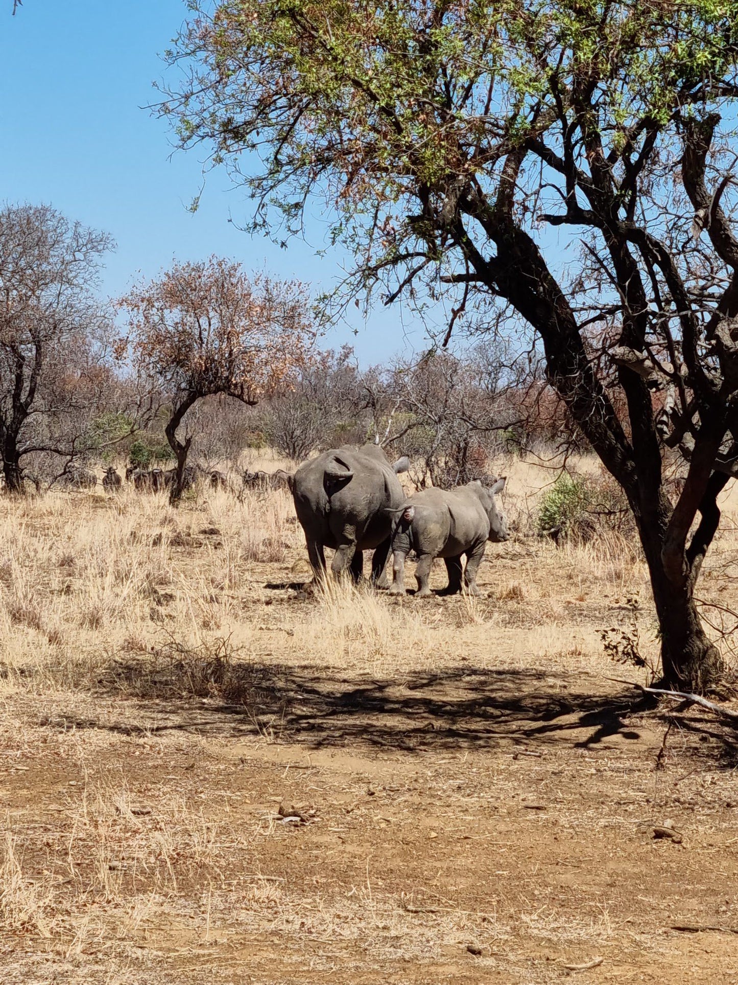  Dinokeng Game Reserve