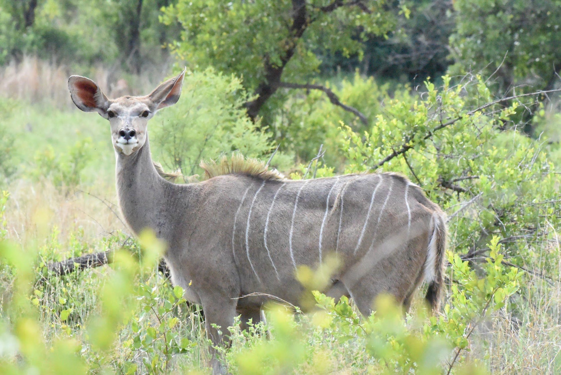  Dinokeng Game Reserve