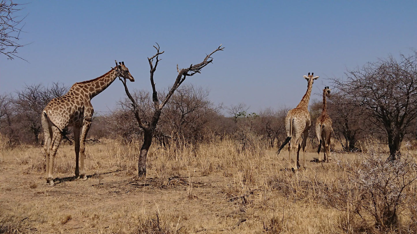  Dinokeng Game Reserve