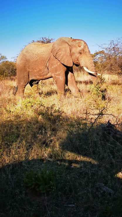  Dinokeng Game Reserve