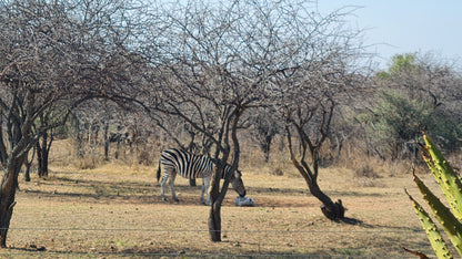  Dinokeng Game Reserve