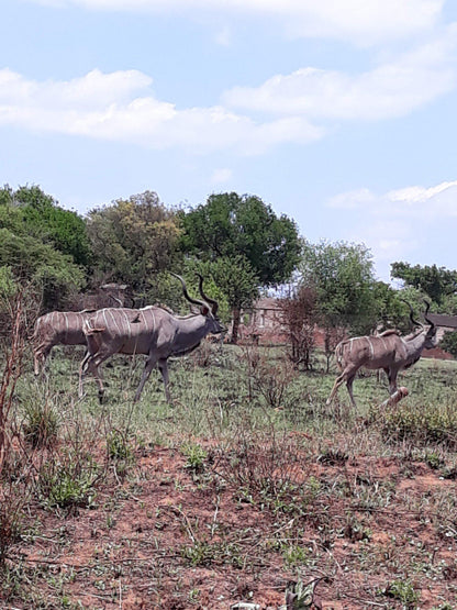  Dinokeng Game Reserve