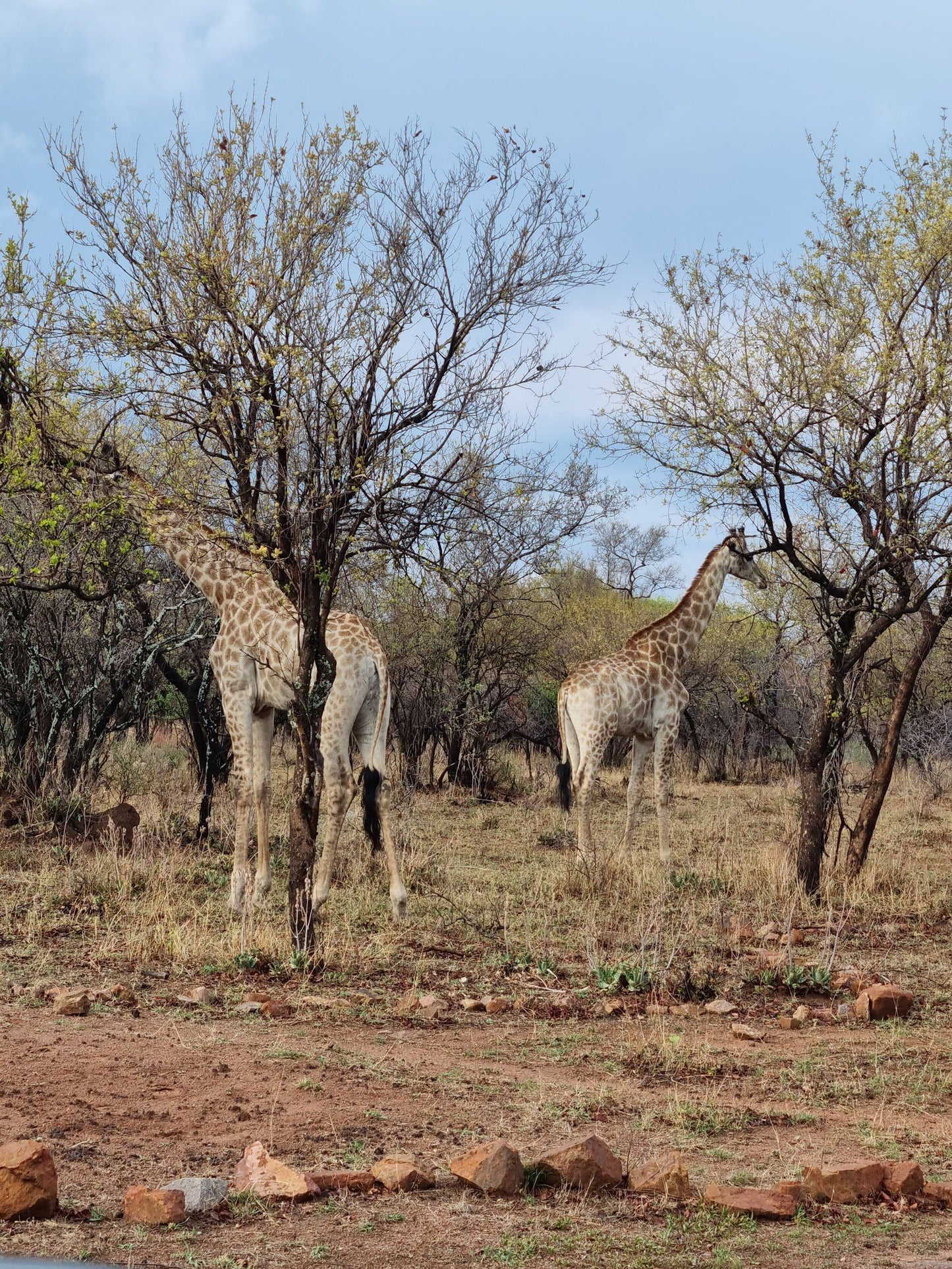  Dinokeng Game Reserve