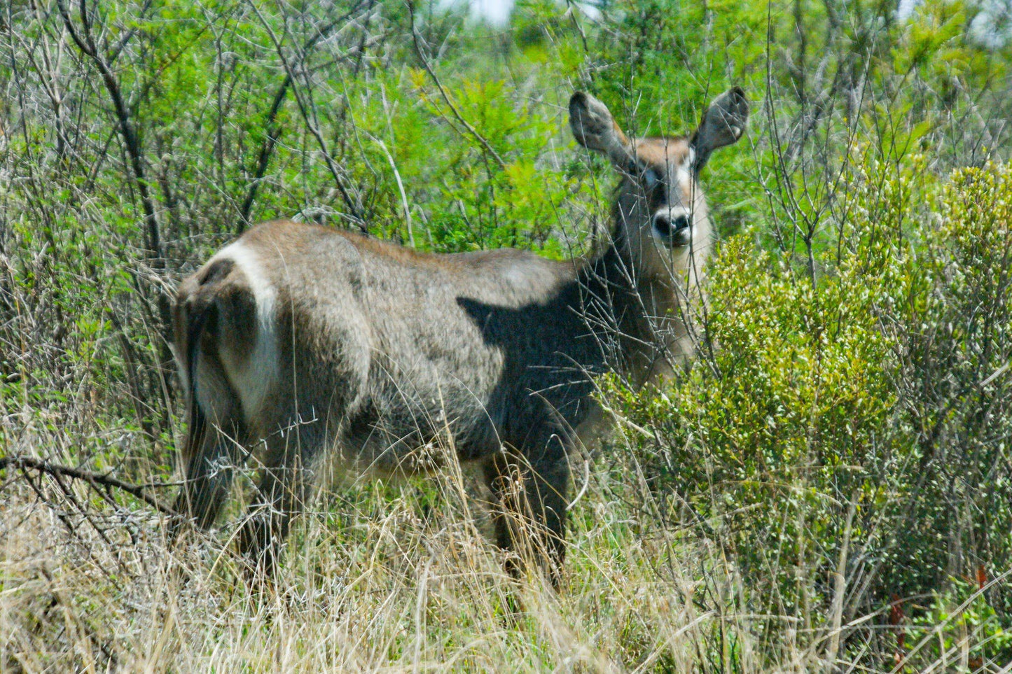  Dinokeng Game Reserve