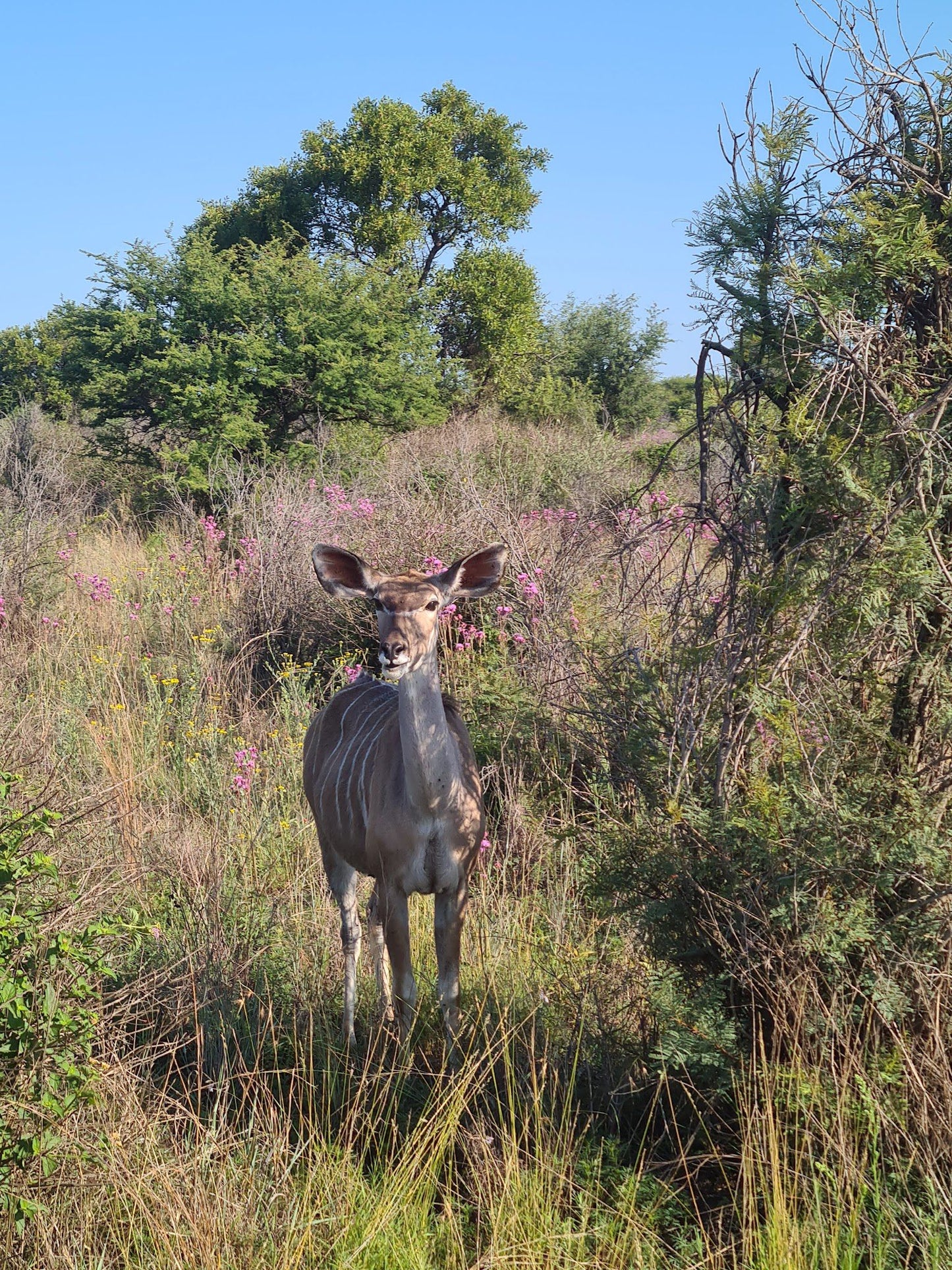  Dinokeng Game Reserve