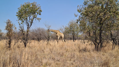  Dinokeng Game Reserve