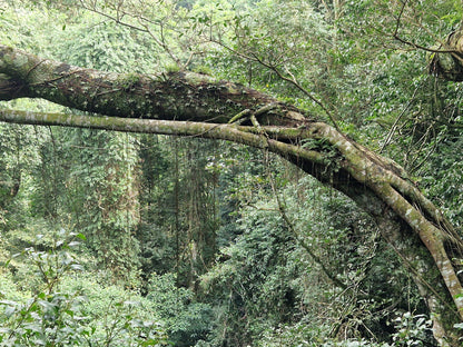  Dlinza Forest Aerial Boardwalk