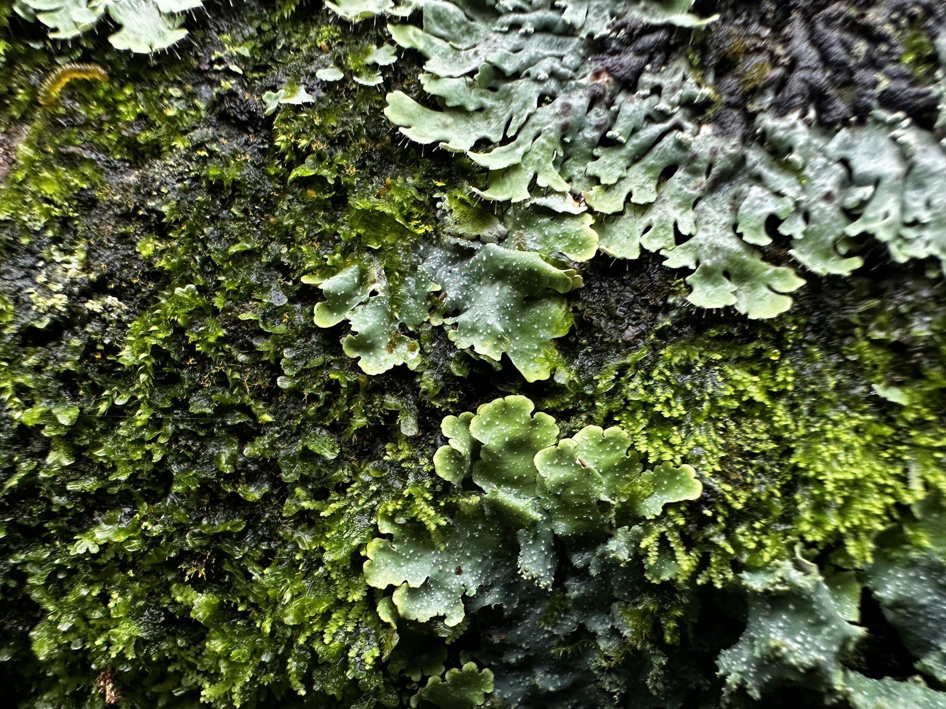  Dlinza Forest Aerial Boardwalk