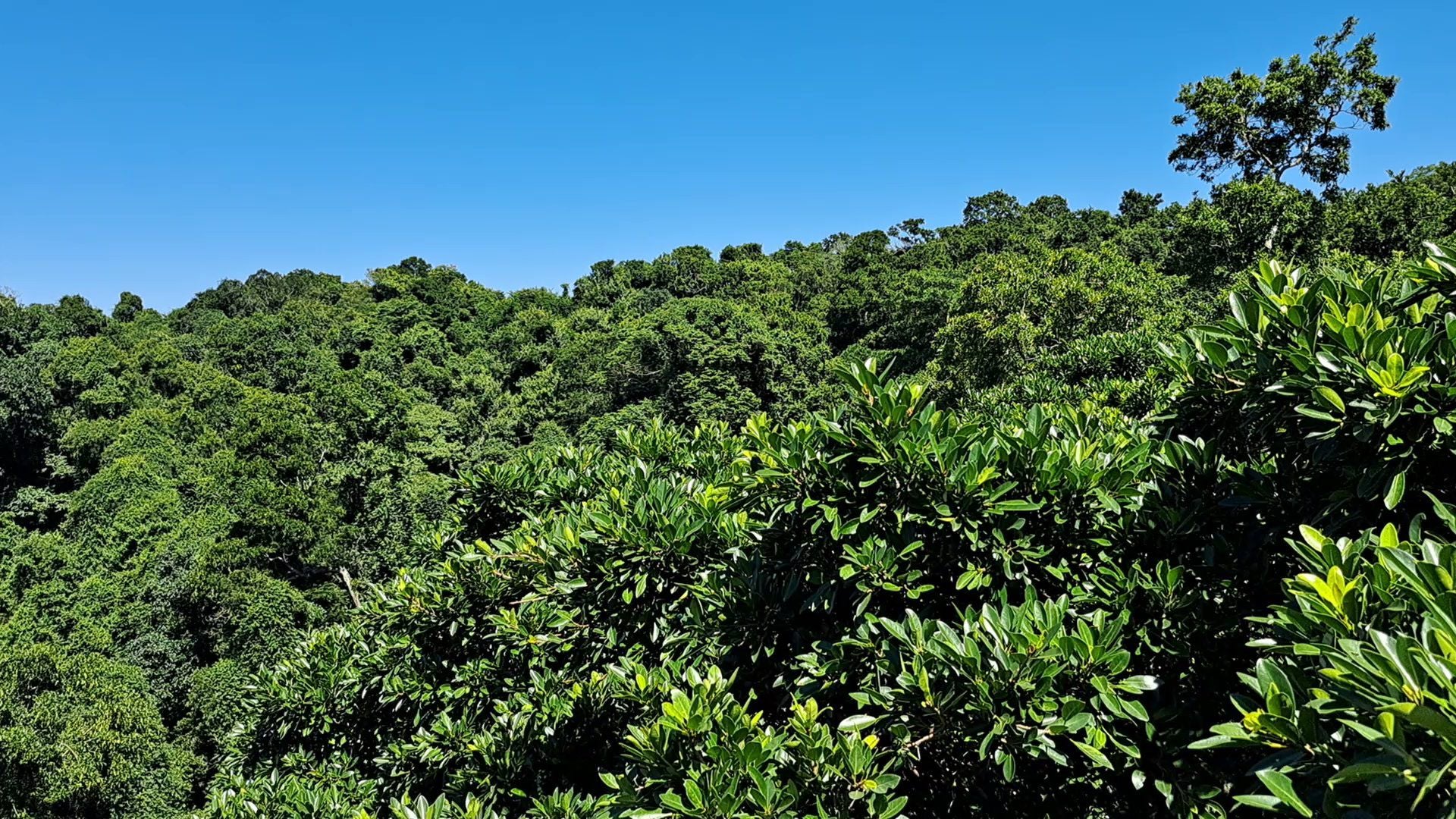  Dlinza Forest Aerial Boardwalk