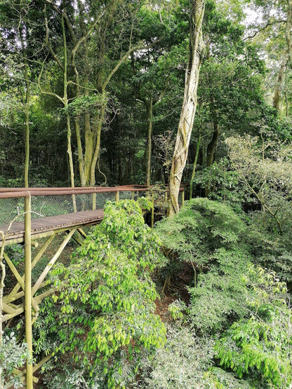  Dlinza Forest Aerial Boardwalk