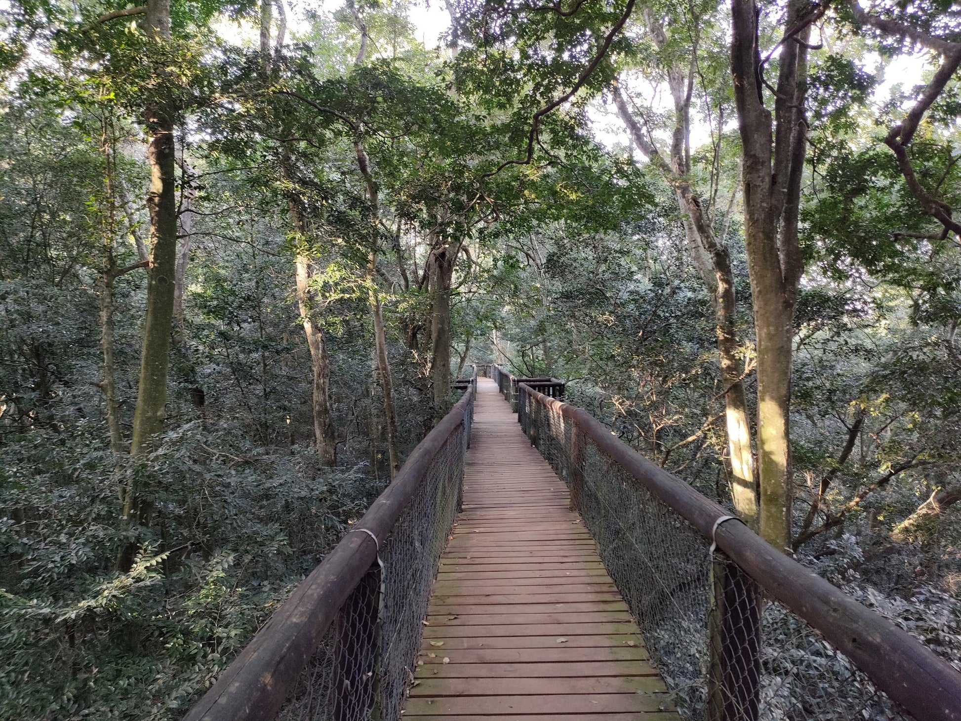  Dlinza Forest Aerial Boardwalk