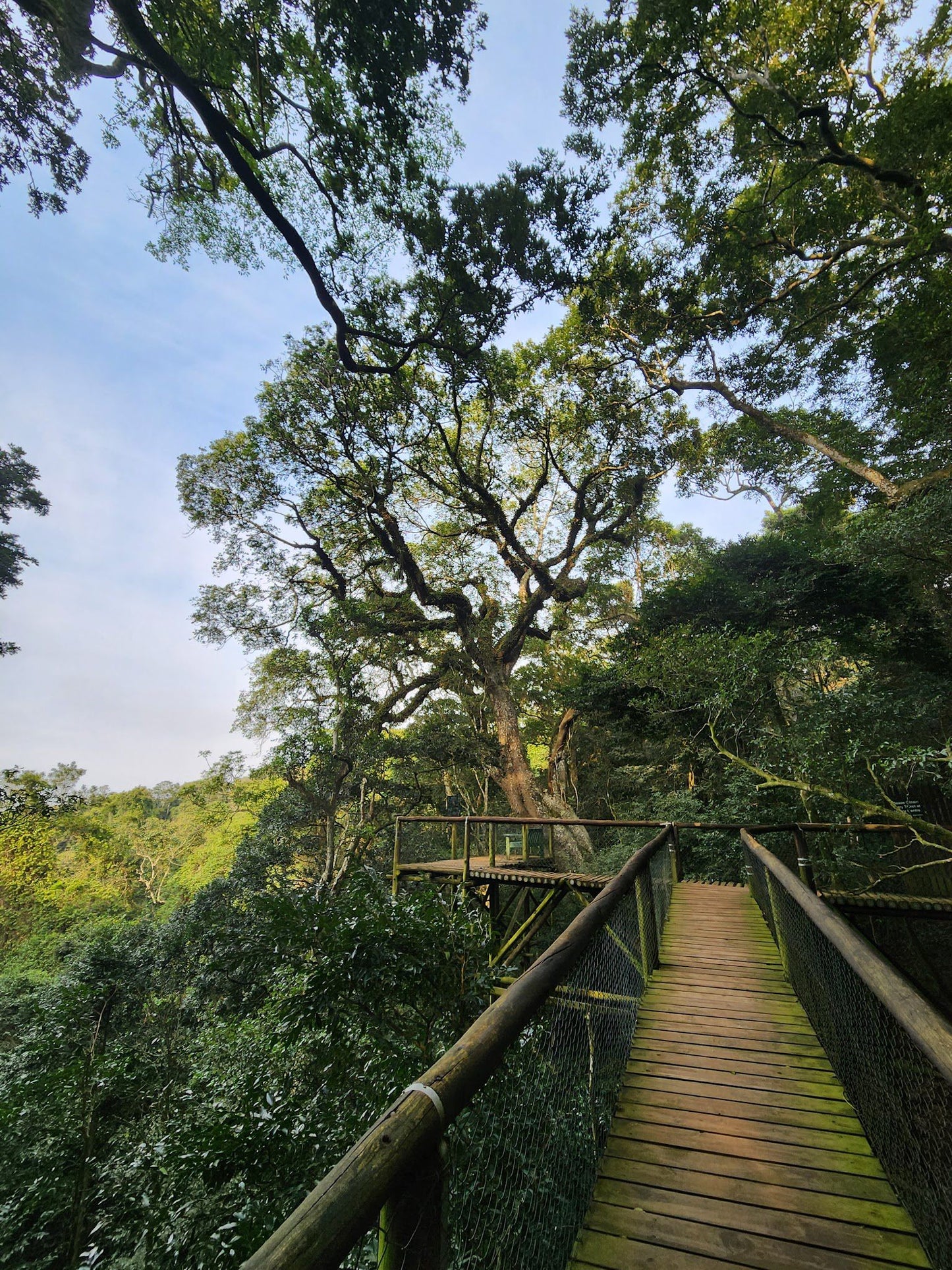  Dlinza Forest Aerial Boardwalk