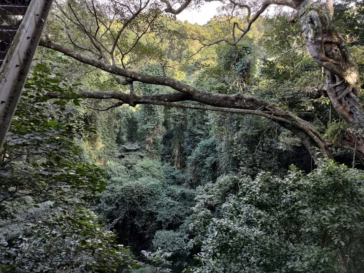  Dlinza Forest Aerial Boardwalk