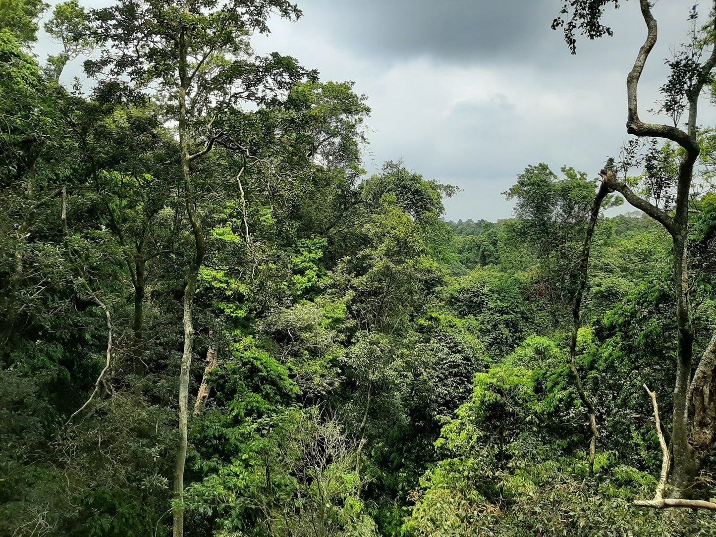  Dlinza Forest Aerial Boardwalk