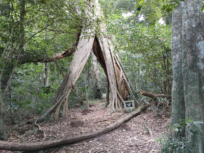  Dlinza Forest Aerial Boardwalk