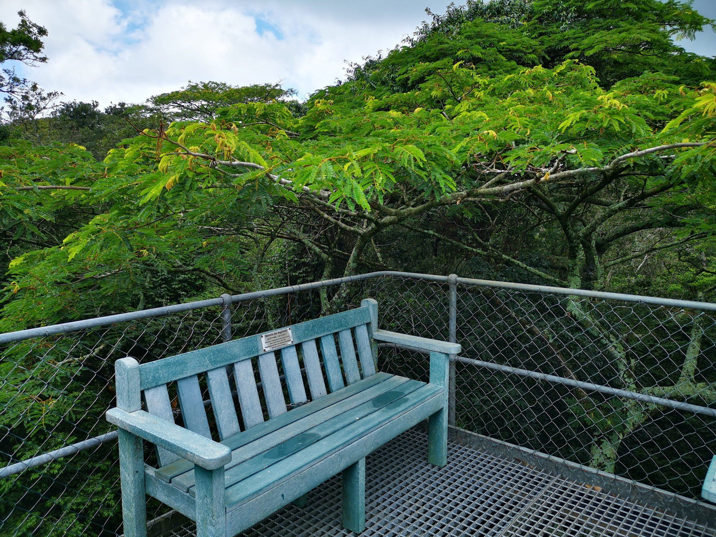  Dlinza Forest Aerial Boardwalk