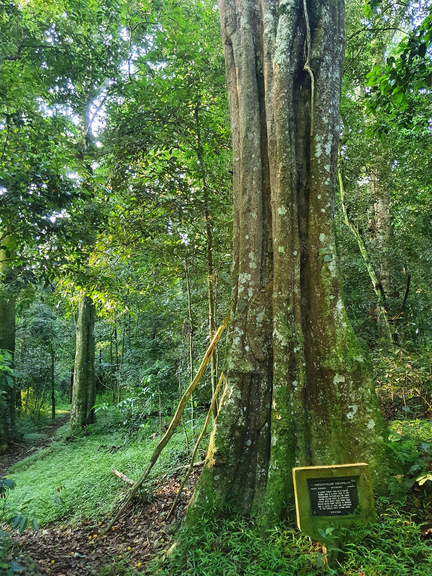  Dlinza Forest Aerial Boardwalk