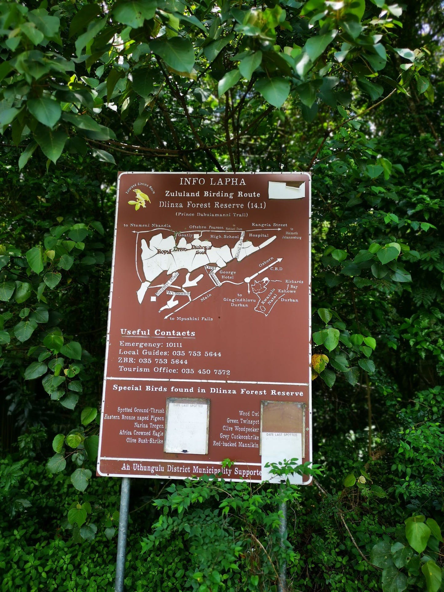  Dlinza Forest Aerial Boardwalk