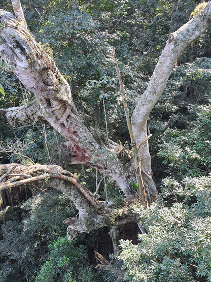  Dlinza Forest Aerial Boardwalk