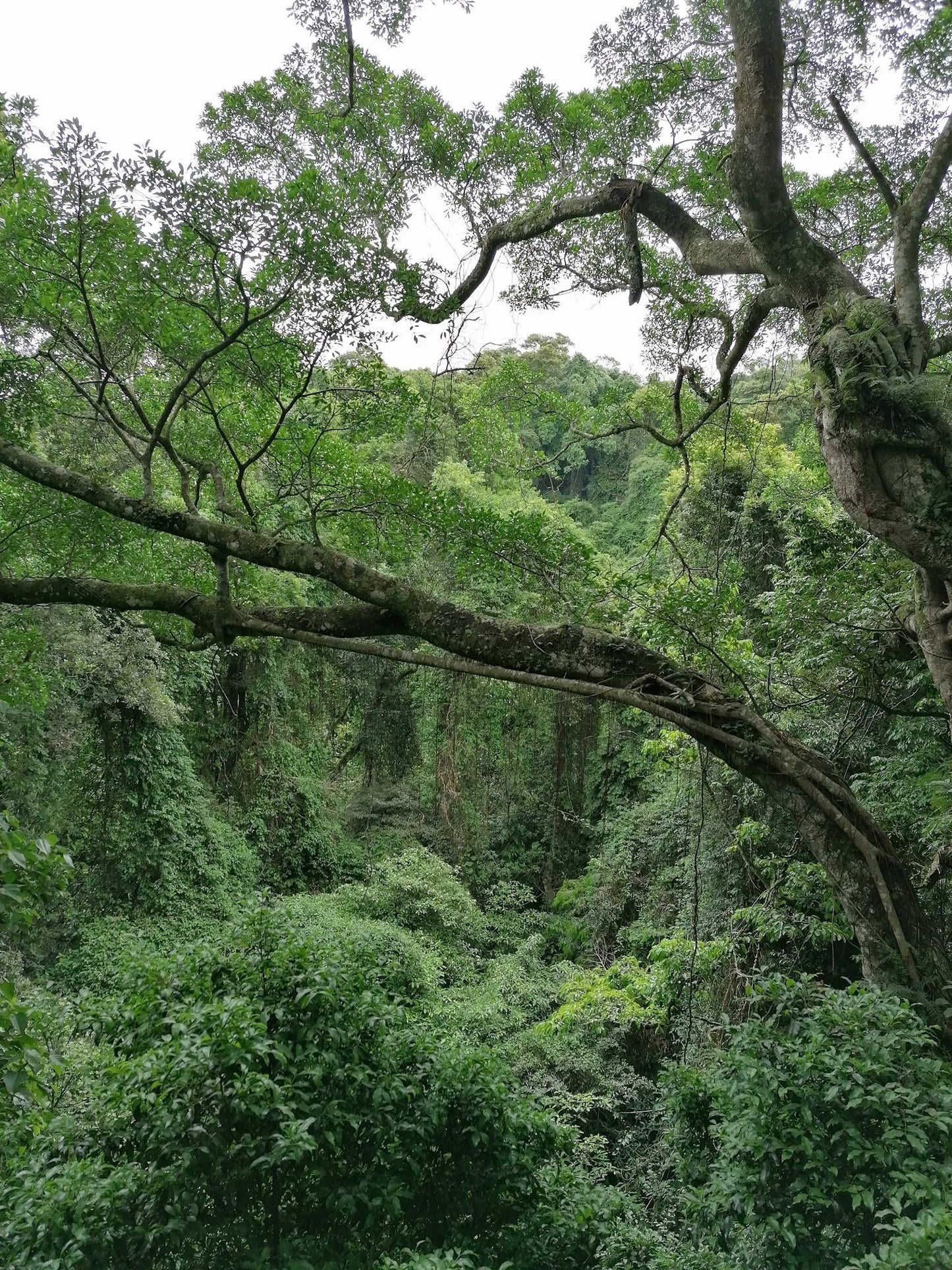  Dlinza Forest Aerial Boardwalk