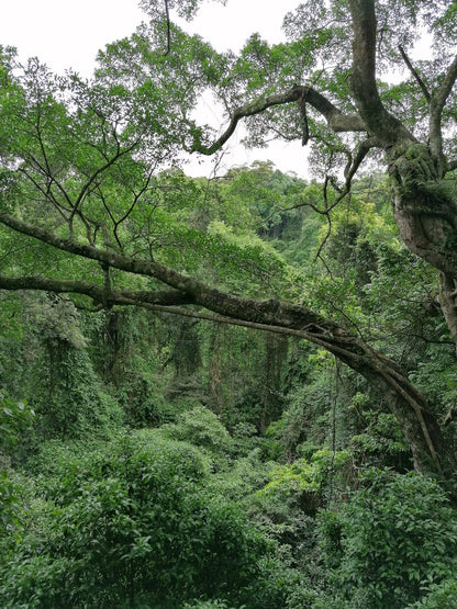  Dlinza Forest Aerial Boardwalk