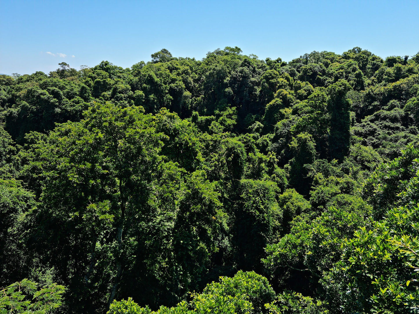  Dlinza Forest Aerial Boardwalk