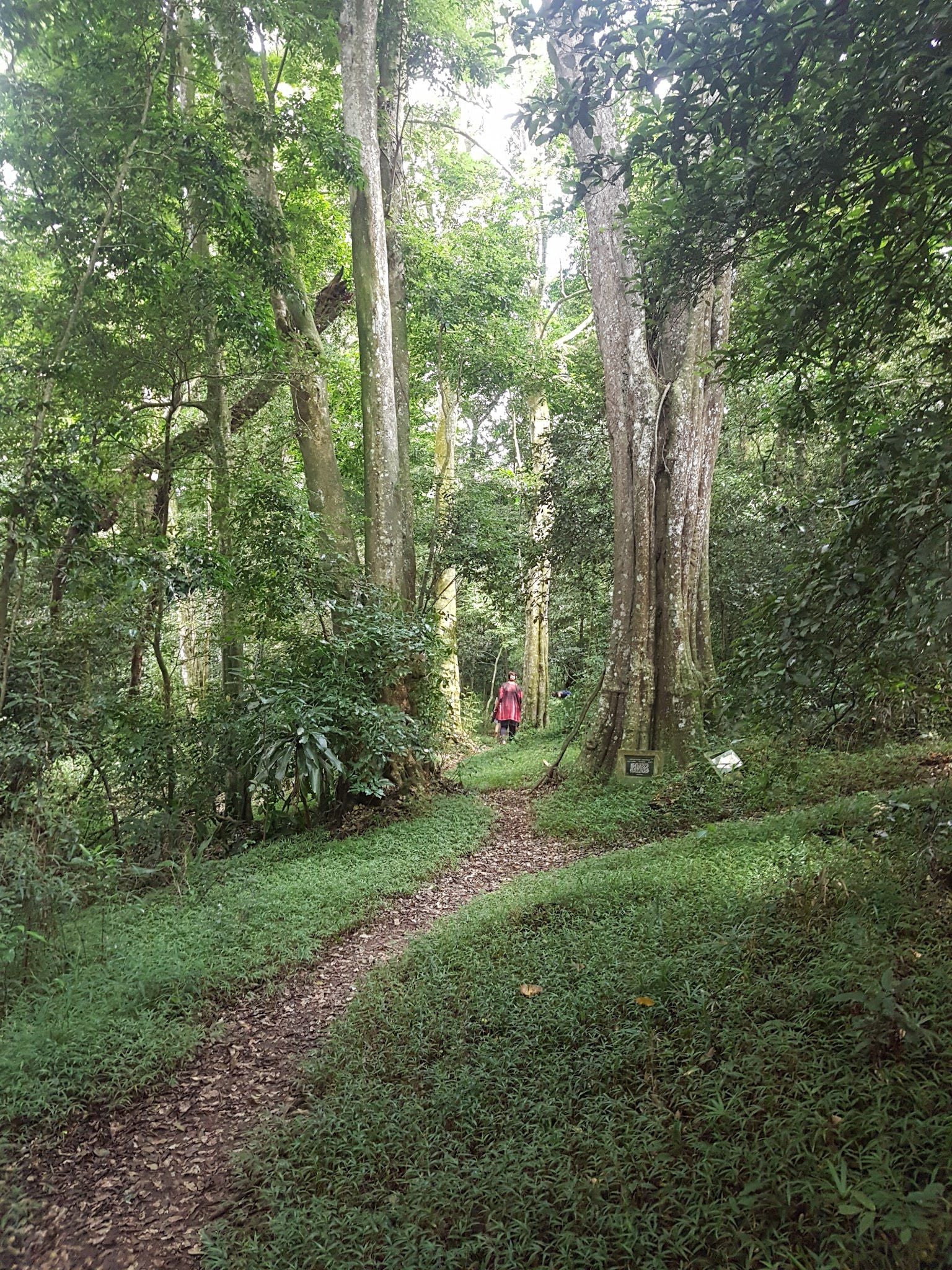  Dlinza Forest Aerial Boardwalk