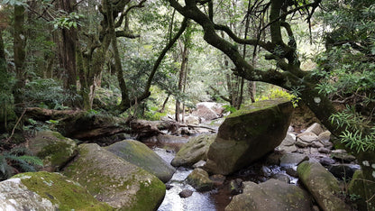  Doreen Falls