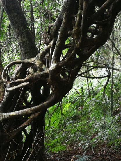  Doreen clark nature reserve