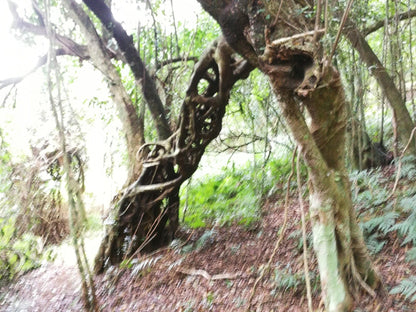  Doreen clark nature reserve