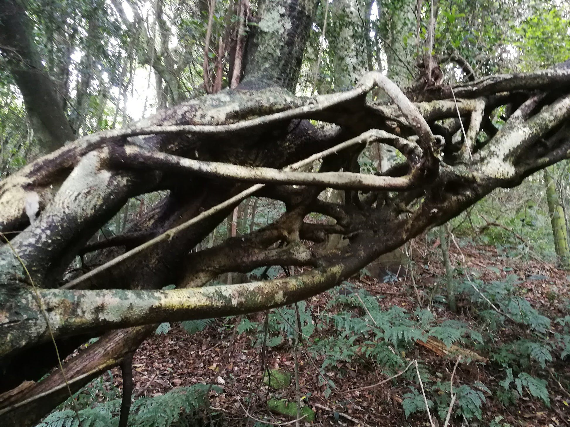  Doreen clark nature reserve