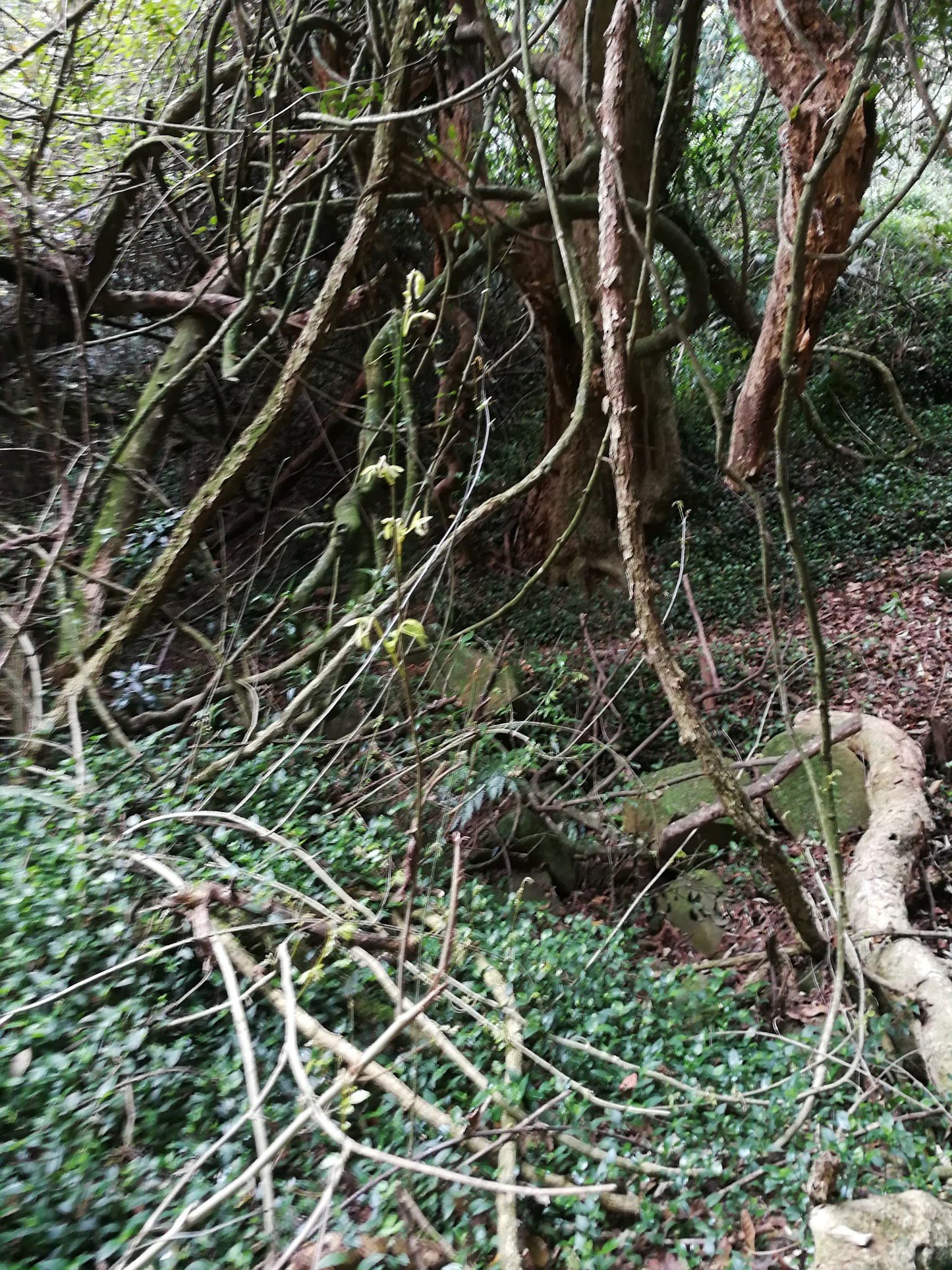  Doreen clark nature reserve