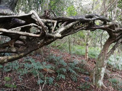  Doreen clark nature reserve