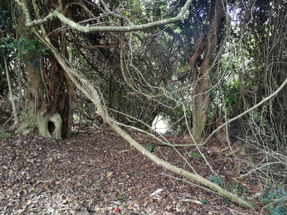  Doreen clark nature reserve