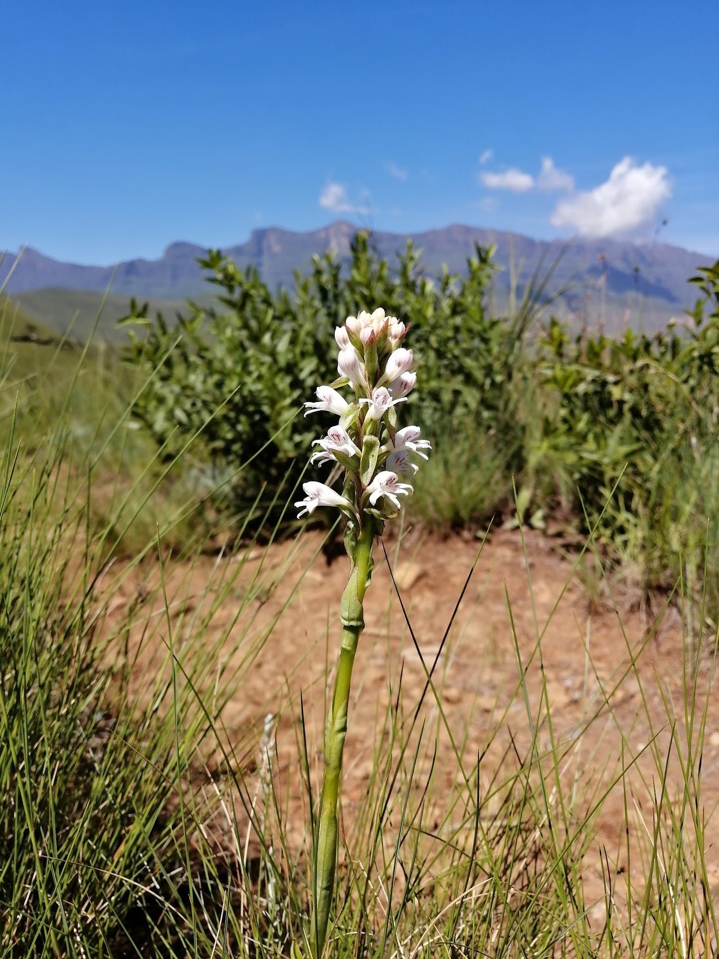 Drakensberg