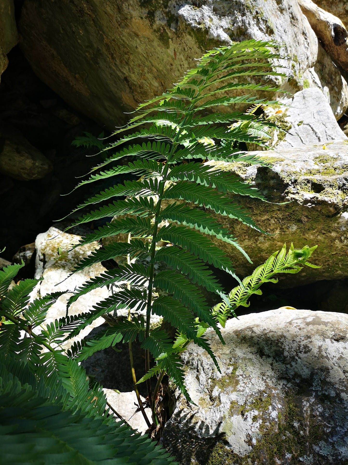 Duiwelsbos Waterfall